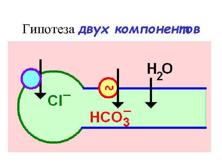 Гипотеза двух компонентов 
