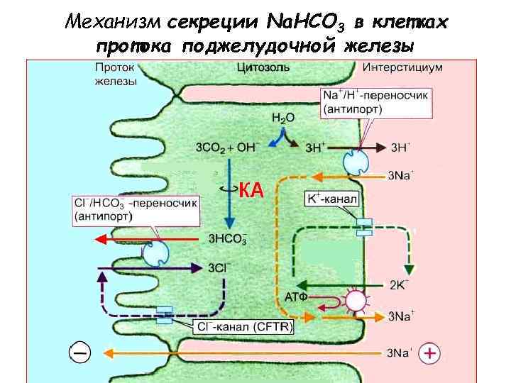 Механизм секреции Na. HCO 3 в клетках протока поджелудочной железы 