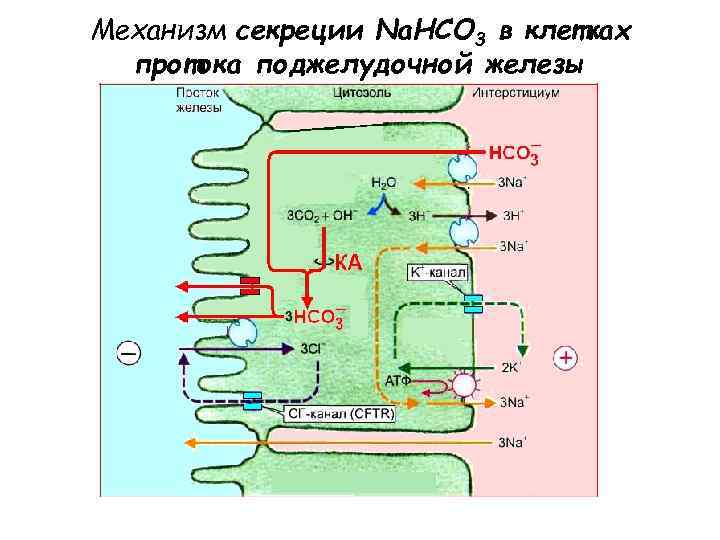 Механизм секреции Na. HCO 3 в клетках протока поджелудочной железы 