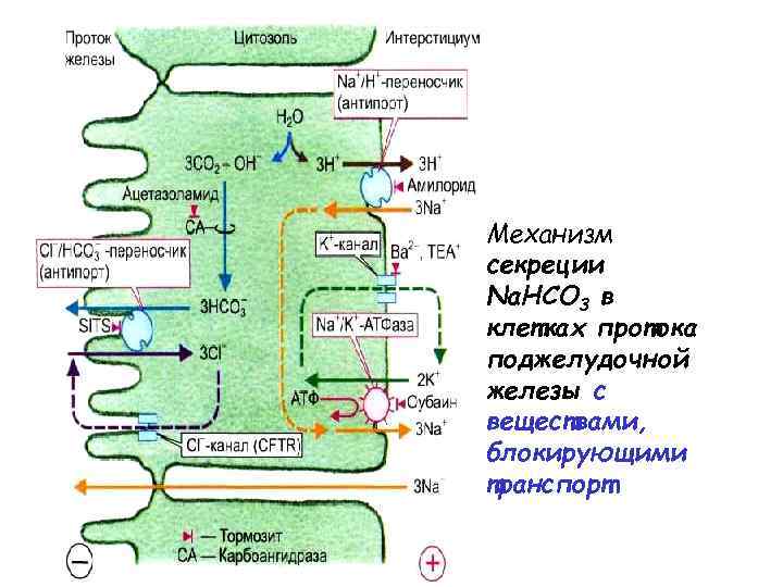 Механизм секреции Na. HCO 3 в клетках протока поджелудочной железы с веществами, блокирующими транспорт