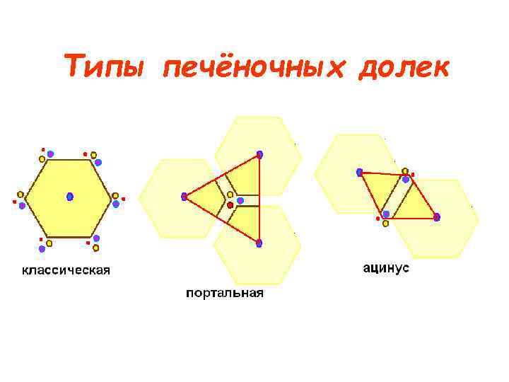 Типы печёночных долек 