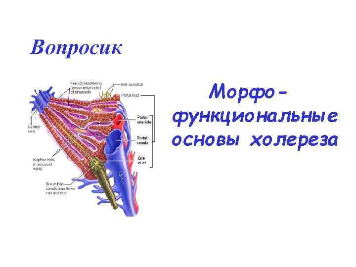 Вопросик Морфофункциональные основы холереза 