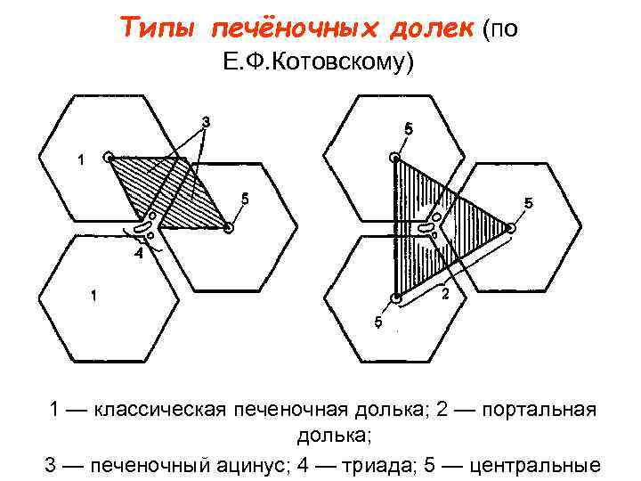 Типы печёночных долек (по Е. Ф. Котовскому) 1 — классическая печеночная долька; 2 —