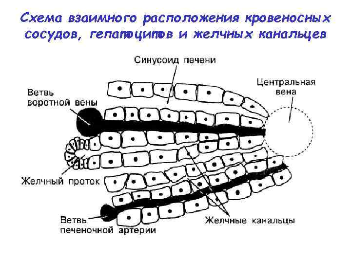 Схема взаимного расположения кровеносных сосудов, гепатоцитов и желчных канальцев 