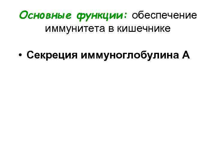 Основные функции: обеспечение иммунитета в кишечнике • Секреция иммуноглобулина А 