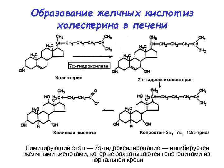 Образование желчных кислот из холестерина в печени Лимитирующий этап — 7 а-гидроксилирование — ингибируется