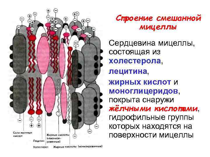 Строение смешанной мицеллы Сердцевина мицеллы, состоящая из холестерола, лецитина, жирных кислот и моноглицеридов, покрыта