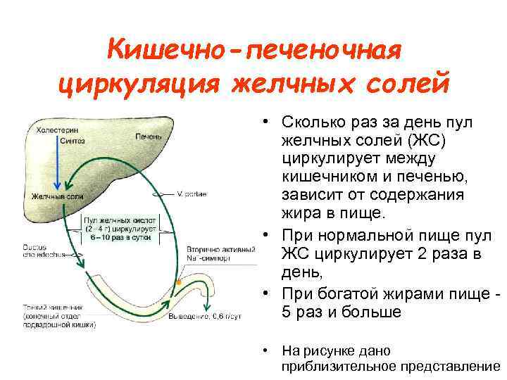 Кишечно-печеночная циркуляция желчных солей • Сколько раз за день пул желчных солей (ЖС) циркулирует