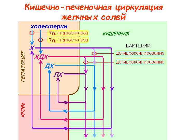 Кишечно-печеночная циркуляция желчных солей 