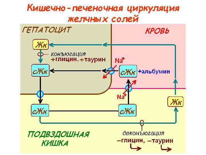 Кишечно-печеночная циркуляция желчных солей 