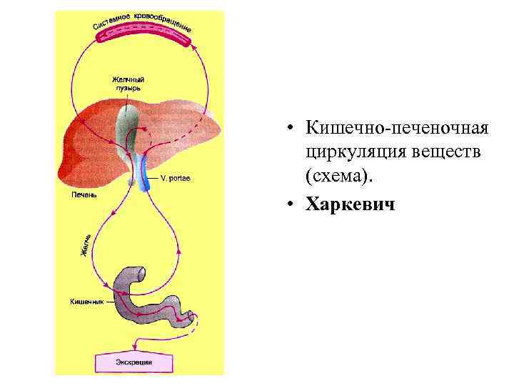  • Кишечно-печеночная циркуляция веществ (схема). • Харкевич 