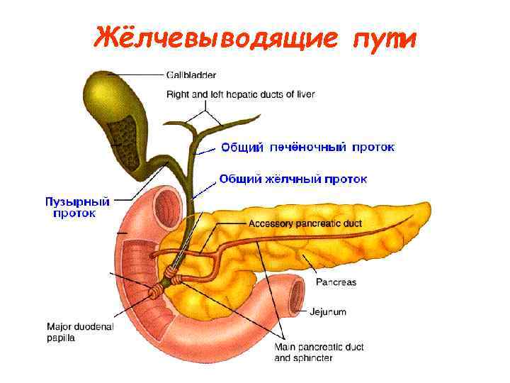 Жёлчевыводящие пути 