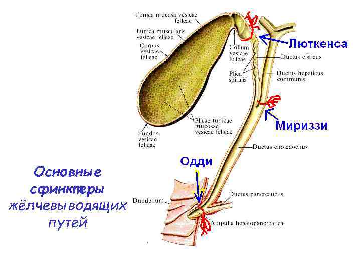 Основные сфинктеры жёлчевыводящих путей 