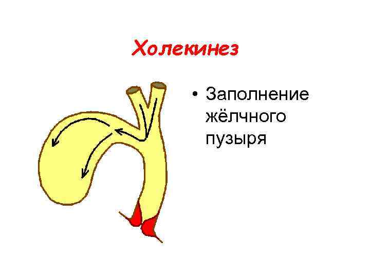 Холекинез • Заполнение жёлчного пузыря 