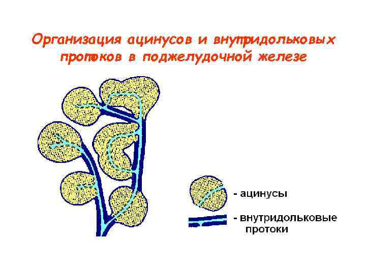 Организация ацинусов и внутридольковых протоков в поджелудочной железе 