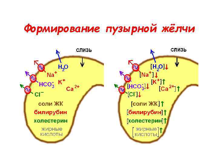 Формирование пузырной жёлчи 