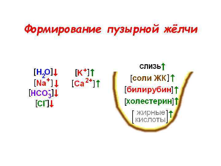 Формирование пузырной жёлчи 