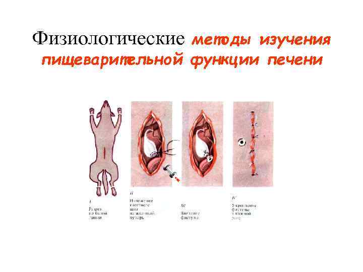 Физиологические методы изучения пищеварительной функции печени 