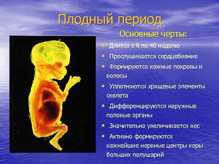 Внутриутробный период у человека длится. Плодный период развития. Плодный период внутриутробного развития. Характеристика плодного периода. Особенности зародышевого и плодного периодов.