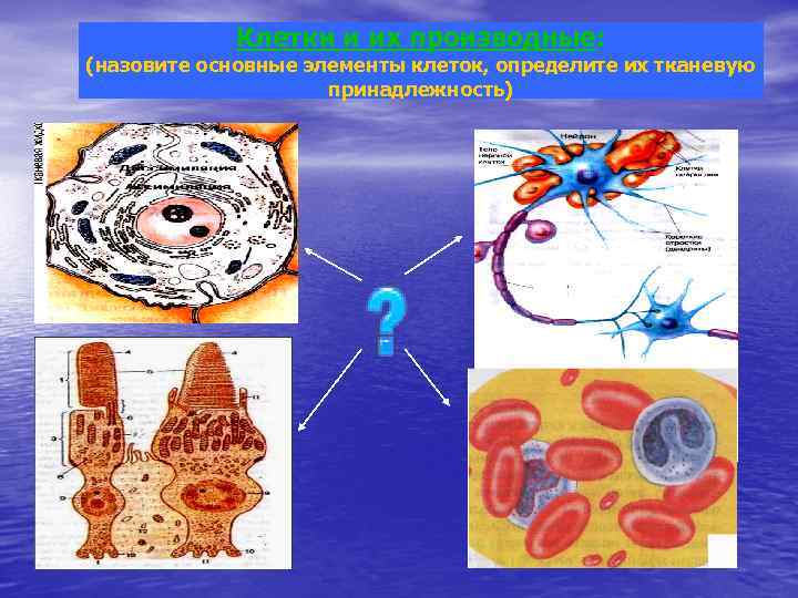 Клеточные элементы представлены. Назовите основные компоненты клетки. Основные элементы клетки. Клеточные элементы составляют. Назовите тканевые элементы клетка.