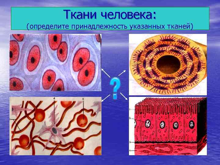 Названия тканей человека. Ткани человека 8 класс биология. 4 Ткани человека биология. Типы тканей клетки человека. Изображения тканей человека.