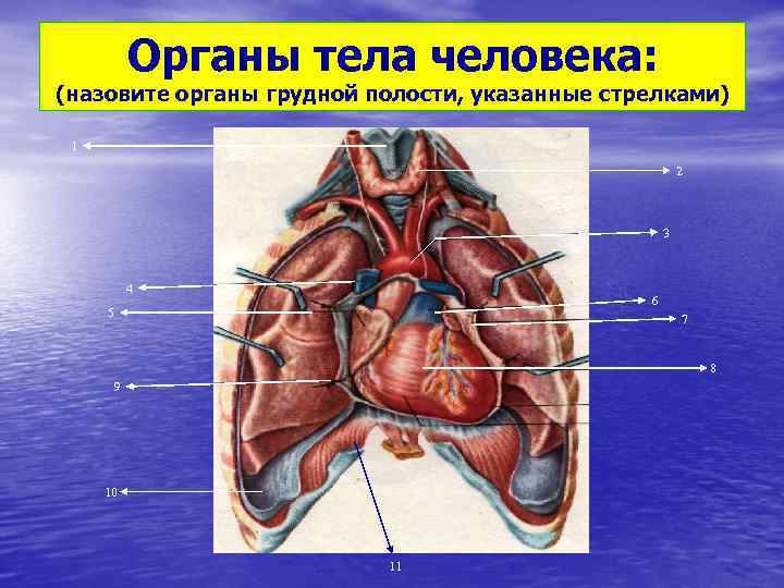 Где в организме человека находится орган поперечный срез которого обозначен на рисунке буквой а