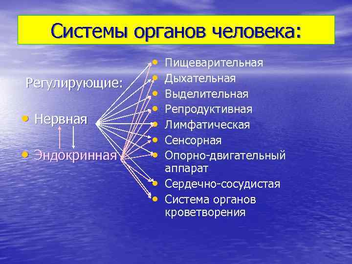 Системы органов человека: Регулирующие: • Нервная • Эндокринная • • • Пищеварительная Дыхательная Выделительная