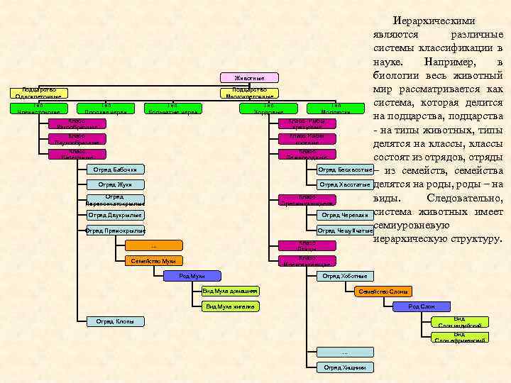 Подцарство Одноклеточные Тип Членистоногие Тип Плоские черви Иерархическими являются различные системы классификации в науке.