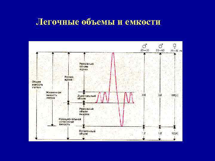 Легочные объемы и емкости 
