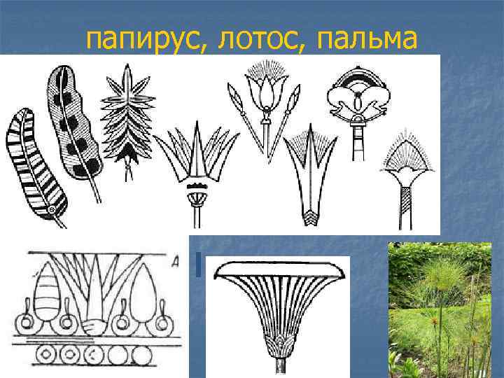 папирус, лотос, пальма 