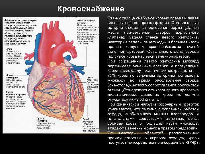 К системе кровообращения относятся