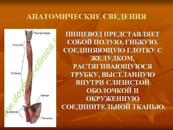 АНАТОМИЧЕСКИЕ СВЕДЕНИЯ ПИЩЕВОД ПРЕДСТАВЛЯЕТ СОБОЙ ПОЛУЮ, ГИБКУЮ, СОЕДИНЯЮЩУЮ ГЛОТКУ С ЖЕЛУДКОМ, РАСТЯГИВАЮЩУЮСЯ ТРУБКУ, ВЫСТЛАННУЮ