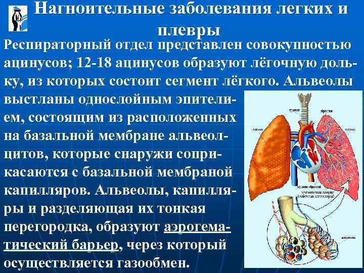  Нагноительные заболевания легких и плевры Респираторный отдел представлен совокупностью ацинусов; 12 -18 ацинусов
