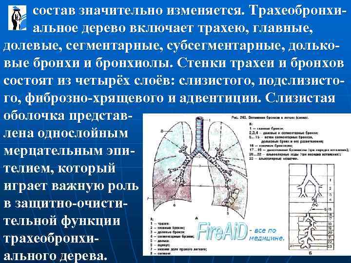  состав значительно изменяется. Трахеобронхи- альное дерево включает трахею, главные, долевые, сегментарные, субсегментарные, дольковые