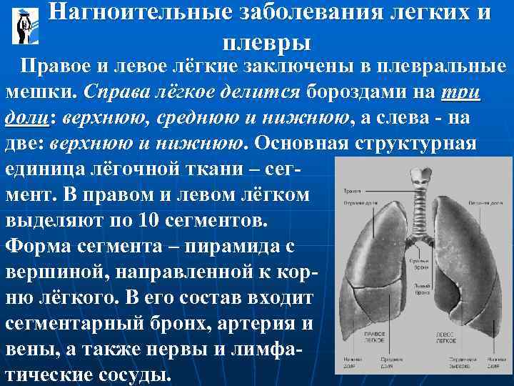  Нагноительные заболевания легких и плевры Правое и левое лёгкие заключены в плевральные мешки.