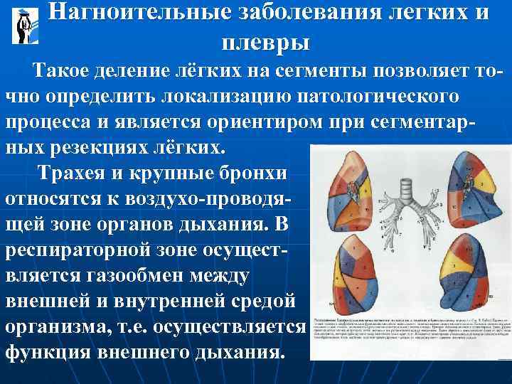  Нагноительные заболевания легких и плевры Такое деление лёгких на сегменты позволяет точно определить