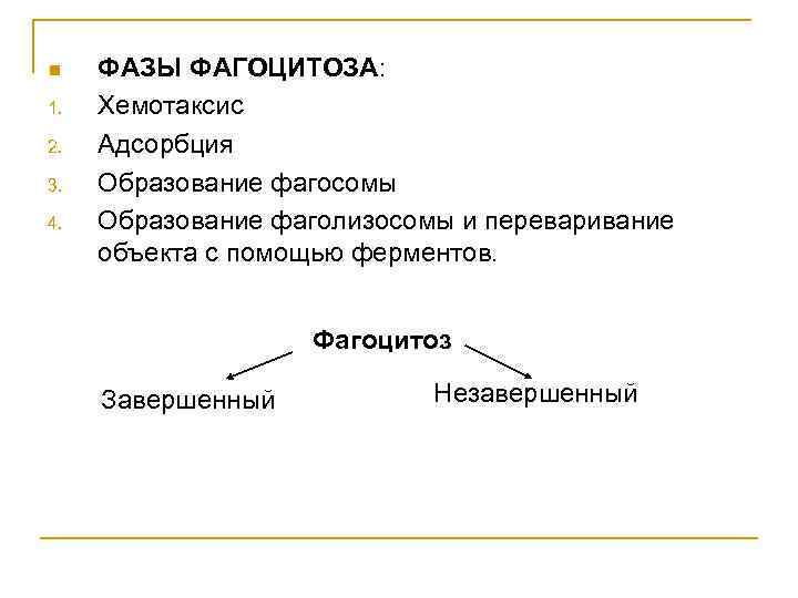 n 1. 2. 3. 4. ФАЗЫ ФАГОЦИТОЗА: Хемотаксис Адсорбция Образование фагосомы Образование фаголизосомы и