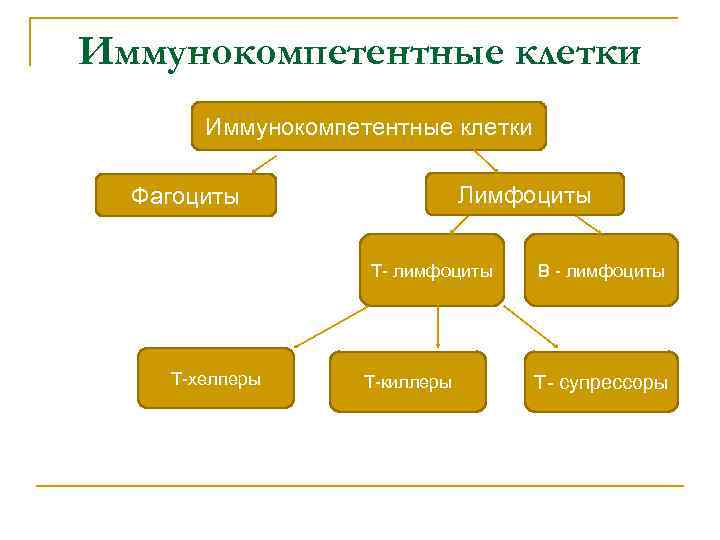 Иммунокомпетентные клетки Лимфоциты Фагоциты Т- лимфоциты Т-хелперы Т-киллеры В - лимфоциты Т- супрессоры 