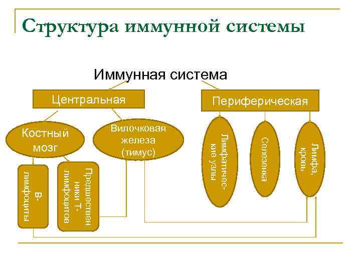 Функции иммунной системы схема