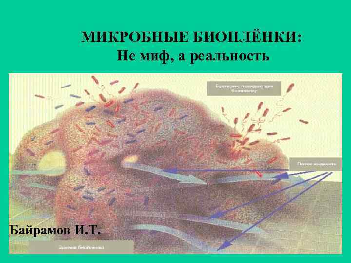 МИКРОБНЫЕ БИОПЛЁНКИ: Не миф, а реальность Байрамов И. Т. 