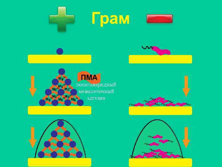 полисахаридный межклеточный адгезин 