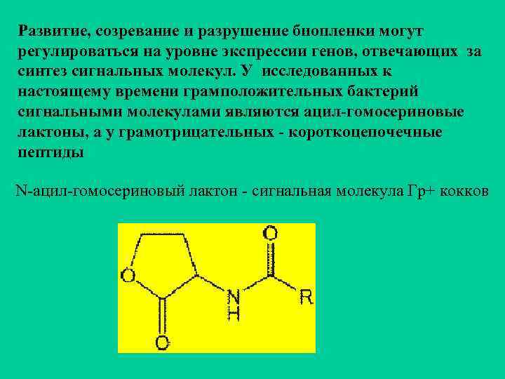 Развитие, созревание и разрушение биопленки могут регулироваться на уровне экспрессии генов, отвечающих за синтез