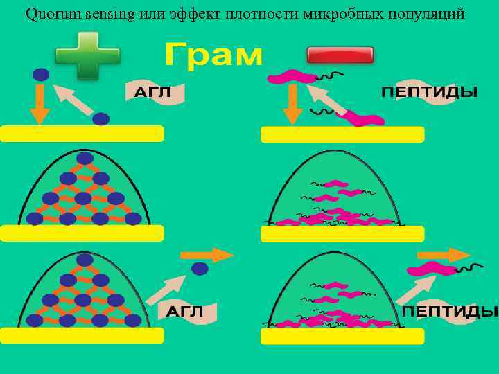 Quorum sensing или эффект плотности микробных популяций 