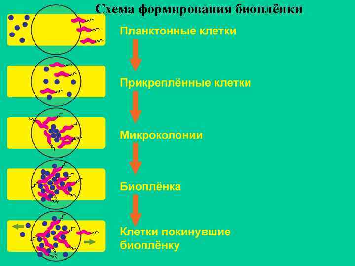 Схема формирования биоплёнки 