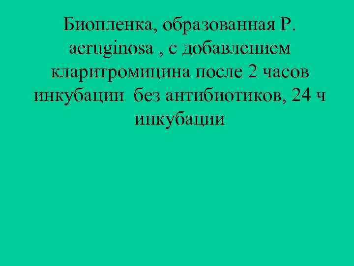 Биопленка, образованная P. aeruginosa , с добавлением кларитромицина после 2 часов инкубации без антибиотиков,