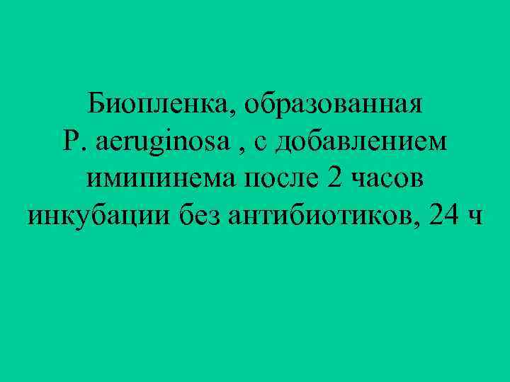 Биопленка, образованная P. aeruginosa , с добавлением имипинема после 2 часов инкубации без антибиотиков,