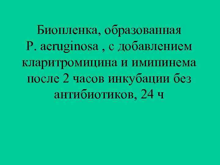 Биопленка, образованная P. aeruginosa , с добавлением кларитромицина и имипинема после 2 часов инкубации