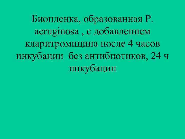 Биопленка, образованная P. aeruginosa , с добавлением кларитромицина после 4 часов инкубации без антибиотиков,