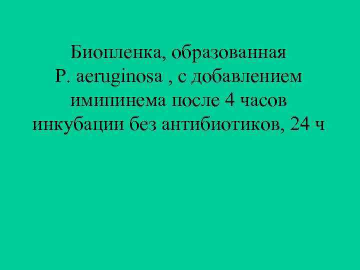 Биопленка, образованная P. aeruginosa , с добавлением имипинема после 4 часов инкубации без антибиотиков,