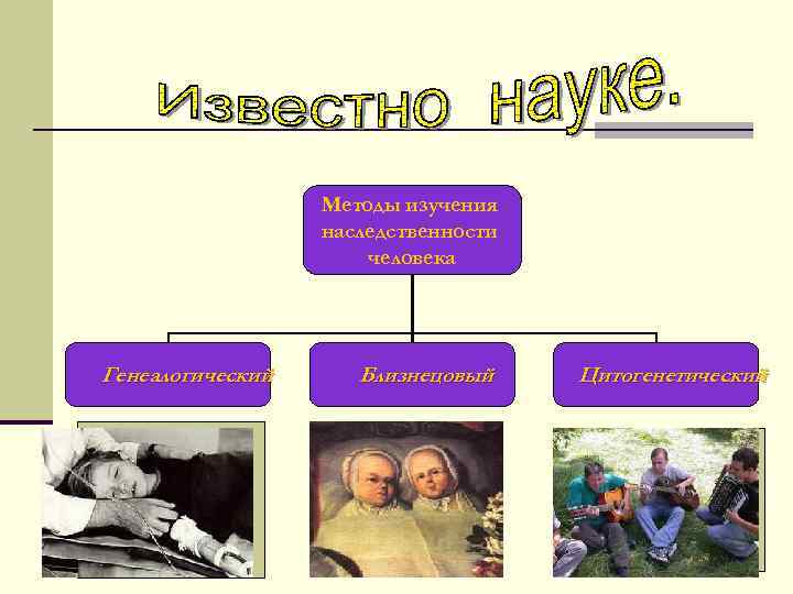 Методы изучения наследственности человека Генеалогический Близнецовый Цитогенетический 